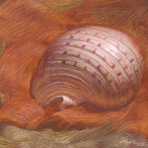 Newberry, Shell on Orange Linen, pastel